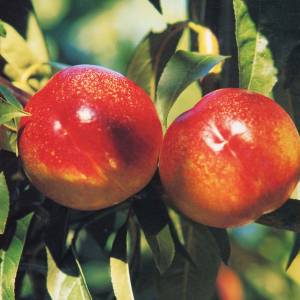 image from Peaches and Nectarines of Romagna Pgi